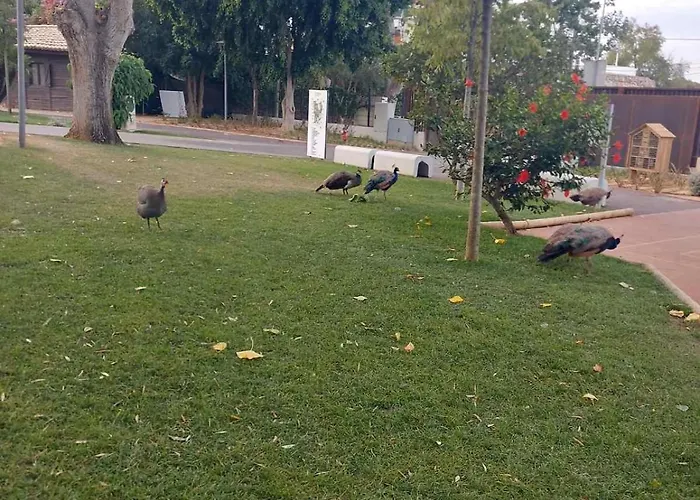 Convista * פורטימאו